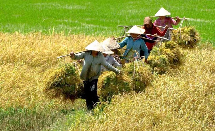 Điều kiện để nhận thừa kế đất nông nghiệp bao gồm đất đai là tài sản còn tồn tại tại thời điểm chia thừa kế