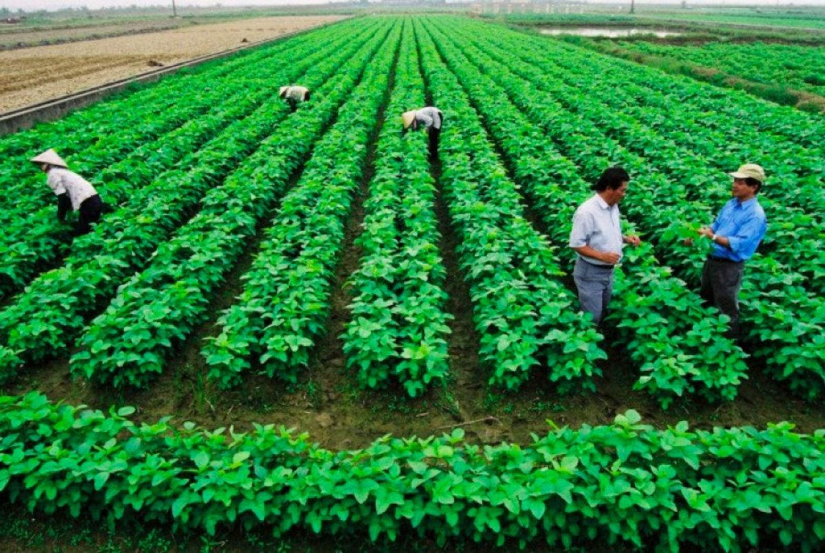 Tổ chức kinh tế, chính trị, xã hội được miễn thuế khi trực tiếp dùng đất để sản xuất nông nghiệp