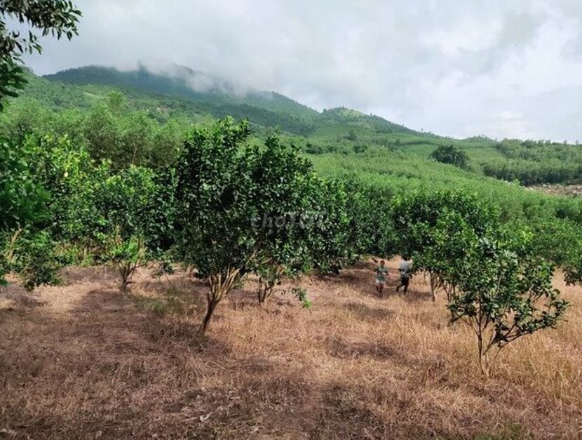 Đất trồng cây lâu năm được sử dụng với mục đích trồng các loại cây một lần, sinh trưởng và cho thu hoạch qua nhiều năm